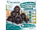 Newfoundland Puppies For Sale