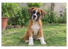 Boxer Puppies for Sale in Chennai