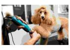 Enjoy Personalized Dog Grooming In Bradenton Tailored To Your Pet's Needs And Style