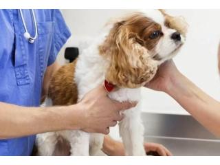 Get Timely Veterinary Help for Your Dog's Urgent Needs