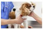 Get Timely Veterinary Help for Your Dog's Urgent Needs
