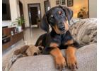 Doberman puppies for sale in Pune