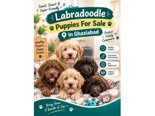Labradoodle Puppies For Sale