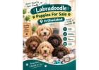 Labradoodle Puppies For Sale
