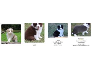 Meet Our Nice Border Collie Puppies