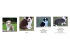 Meet Our Nice Border Collie Puppies