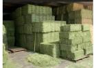 #Alfalfa Hay grass for sale #Animal feed for sale 