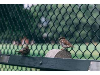 Pigeon Net for Balcony to Keep Your Space Clean and Safe