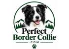 Welcome to Border Collie Kittens USA