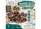 Yorkshire Terrier Puppies For Sale