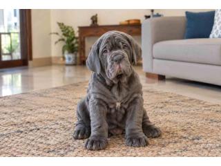 Neapolitan Mastiff Puppies for Sale in Noida
