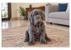 Neapolitan Mastiff Puppies for Sale in Noida