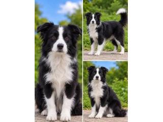 Best & Perfect Border Collie