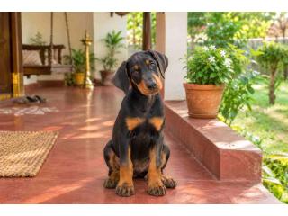 Doberman puppies for sale in Chennai