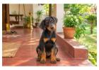 Doberman puppies for sale in Chennai