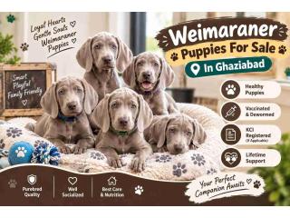 Weimaraner Puppies For Sale