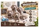 Weimaraner Puppies For Sale