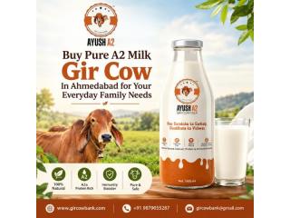Buy Pure A2 Milk Gir Cow In Ahmedabad for Your Everyday Family Needs