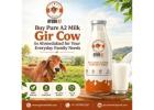 Buy Pure A2 Milk Gir Cow In Ahmedabad for Your Everyday Family Needs
