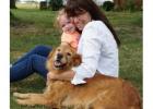 Golden Retriever Puppies Indiana – Start Your Journey to a Loyal Companion