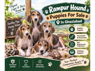 Rampur hound Puppies For Sale