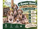 Rampur hound Puppies For Sale