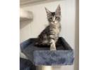 Maine Coon Breeders: Finding a Trusted Source for Your Next Kitten