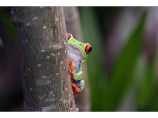 Book Your Tambopata Tour Package | Amazon Jungle Adventures – Tree House Inn