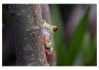 Book Your Tambopata Tour Package | Amazon Jungle Adventures – Tree House Inn