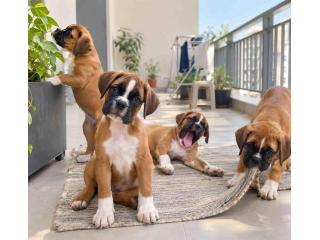 Boxer Puppies for Sale in Noida