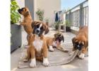 Boxer Puppies for Sale in Noida