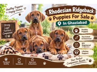Rhodesian Ridgeback Puppies For Sale