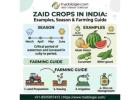  Zaid Crops in India: Examples, Season & Farming Guide | Tradologie  