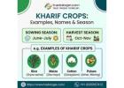 Kharif Crops List: Examples, Names & Season | Tradologie 