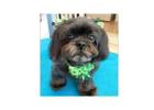 Best Dog Groomer For Shih Tzu: What Makes A Great Grooming Experience?