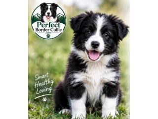Intelligence, Loyalty & Incredible Spirit of the Border Collie