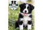 Intelligence, Loyalty & Incredible Spirit of the Border Collie
