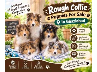 Rough collie Puppies For Sale