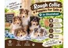 Rough collie Puppies For Sale