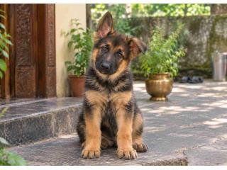 German Shepherd Puppies for Sale in Pune