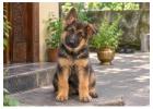 German Shepherd Puppies for Sale in Pune