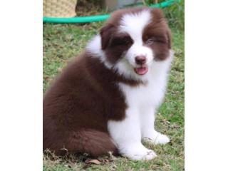 Beautiful & Healthy Border Collie