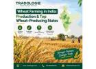 Wheat Farming in India: Production & Top Wheat-Producing States | Tradologie 