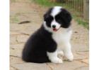 Border Collie Puppies For Sale