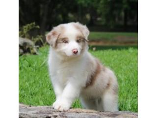 Producing Quality Border Collie Puppies