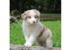Producing Quality Border Collie Puppies