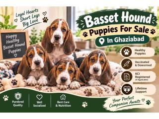 Basset Hound Puppies For Sale
