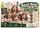 Basset Hound Puppies For Sale