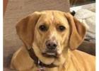 Find Behaviour Support for Your Pet With an Animal Behaviour Specialist BC
