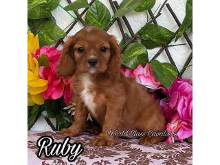 Explore AKC Cavalier King Charles Puppies
